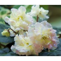 ЛЕ-Банановый десерт